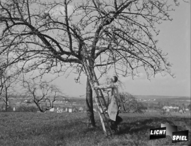 Filmstil: Mann stellt Leiter an den Apfelbaum