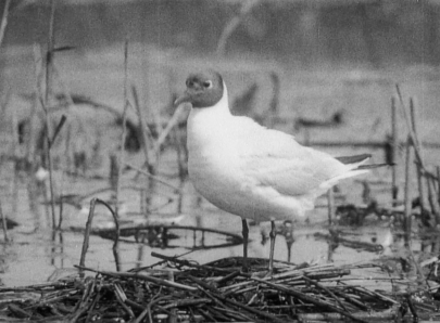 La mouette rieuse