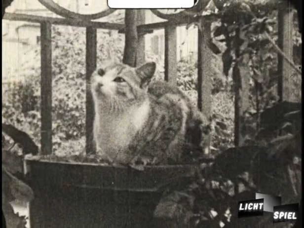 Aber auch Katzenvideos gab es schon 1925 (Filmstill)