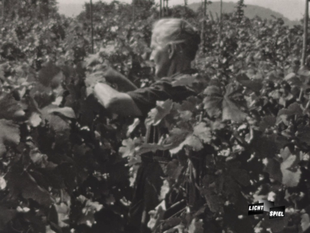 Zu Besuch auf dem Rebberg in Twann (Filmstill)
