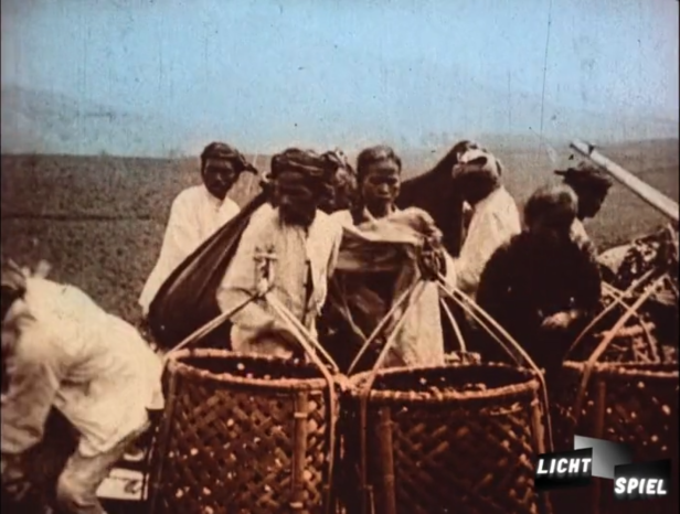 Cueilleur/euse de thé dans les champs