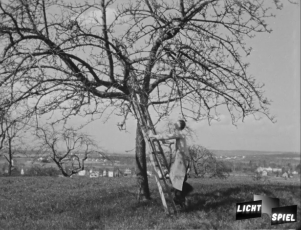 Style de film : l'homme place une échelle contre le pommier